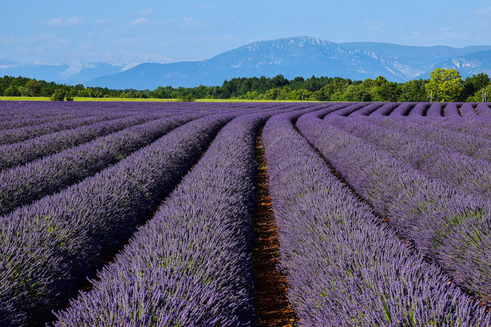 Champ de lavande en fleurs devant les montagnes de Provence